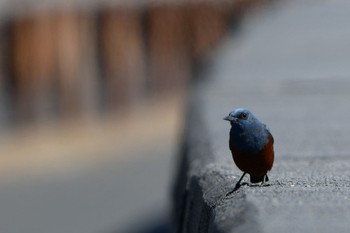 Blue Rock Thrush 静岡県 御前崎海岸 Mon, 2/28/2022