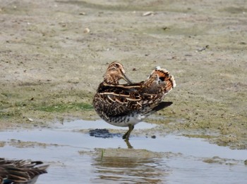 2022年4月16日(土) 兵庫県明石市の野鳥観察記録