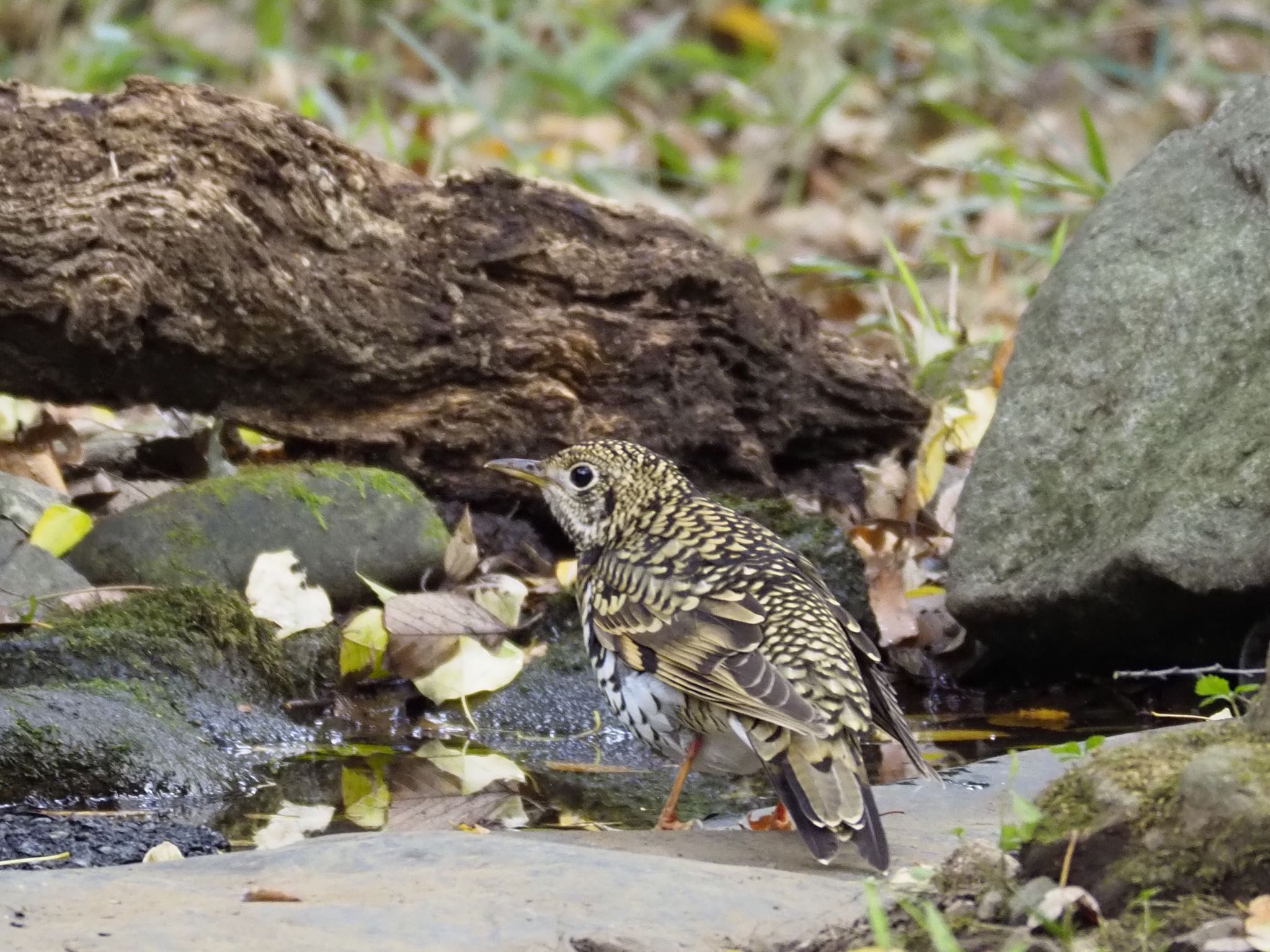 トラツグミ