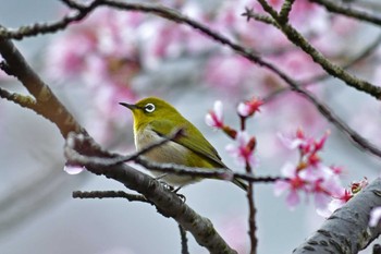 Warbling White-eye Aobayama Park Sat, 4/16/2022