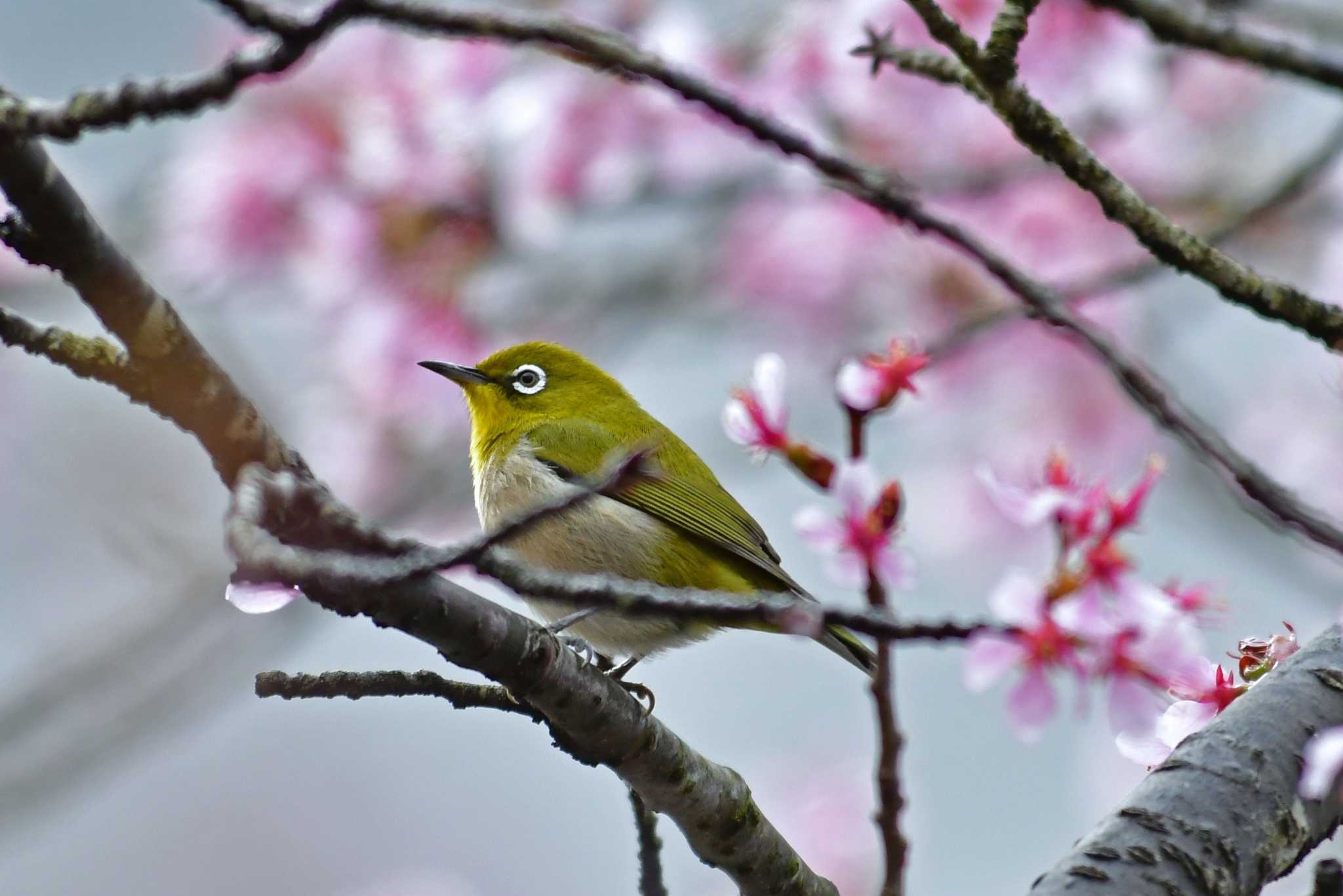 Photo of Warbling White-eye at Aobayama Park by Keiichi TAKEDA