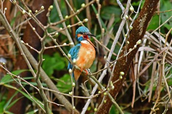 Common Kingfisher Aobayama Park Sat, 4/16/2022