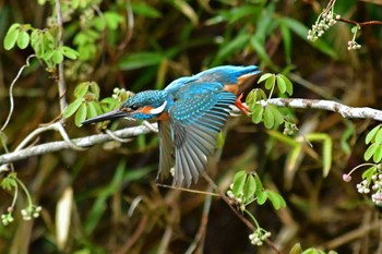 Common Kingfisher Aobayama Park Sat, 4/16/2022