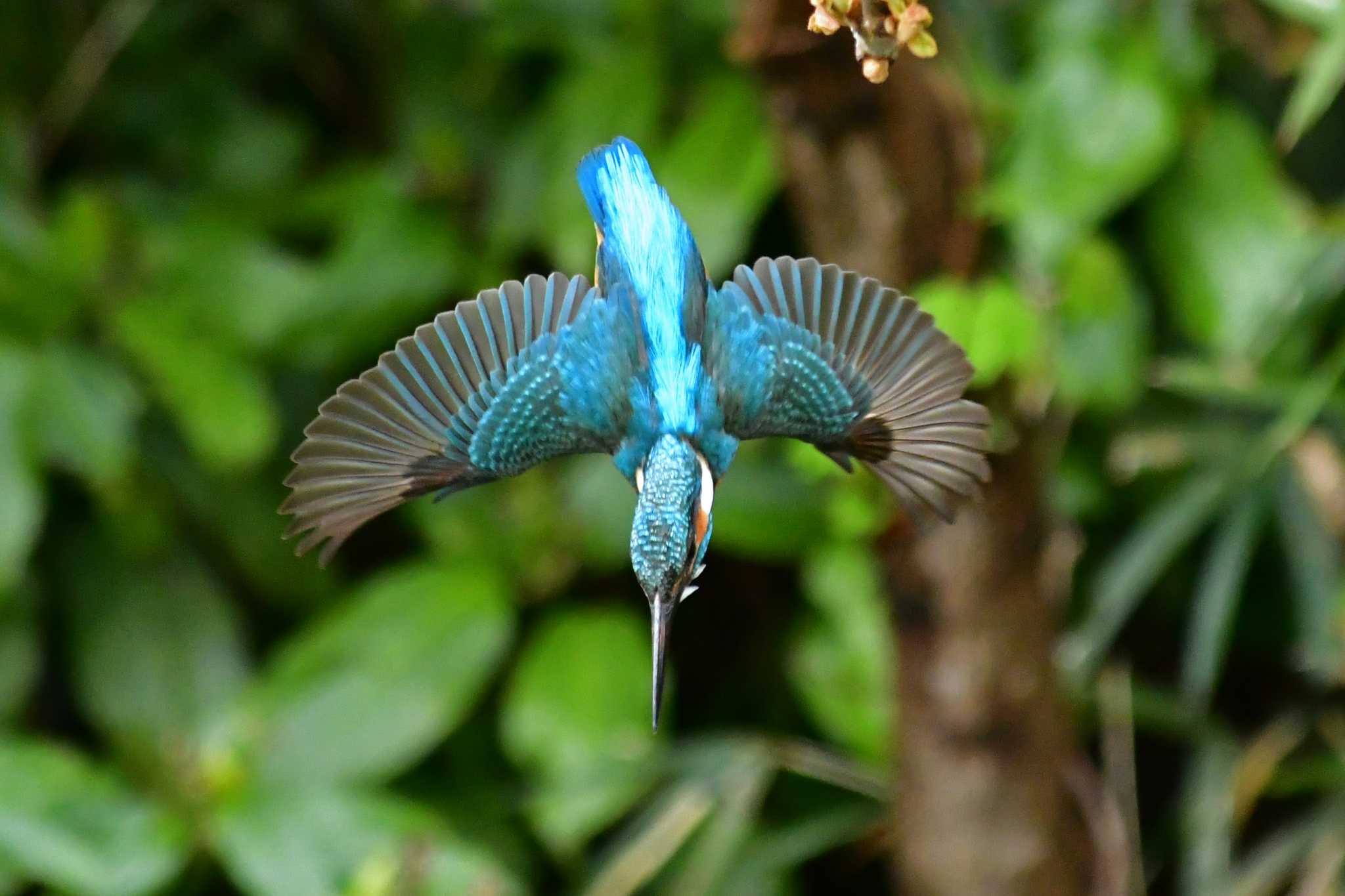 Photo of Common Kingfisher at Aobayama Park by Keiichi TAKEDA