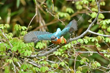 Common Kingfisher Aobayama Park Sat, 4/16/2022