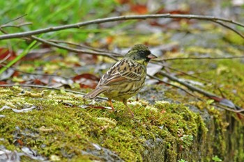 Masked Bunting Aobayama Park Sat, 4/16/2022