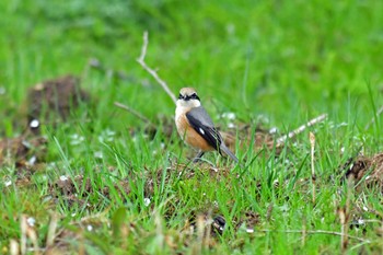 Bull-headed Shrike Aobayama Park Sat, 4/16/2022