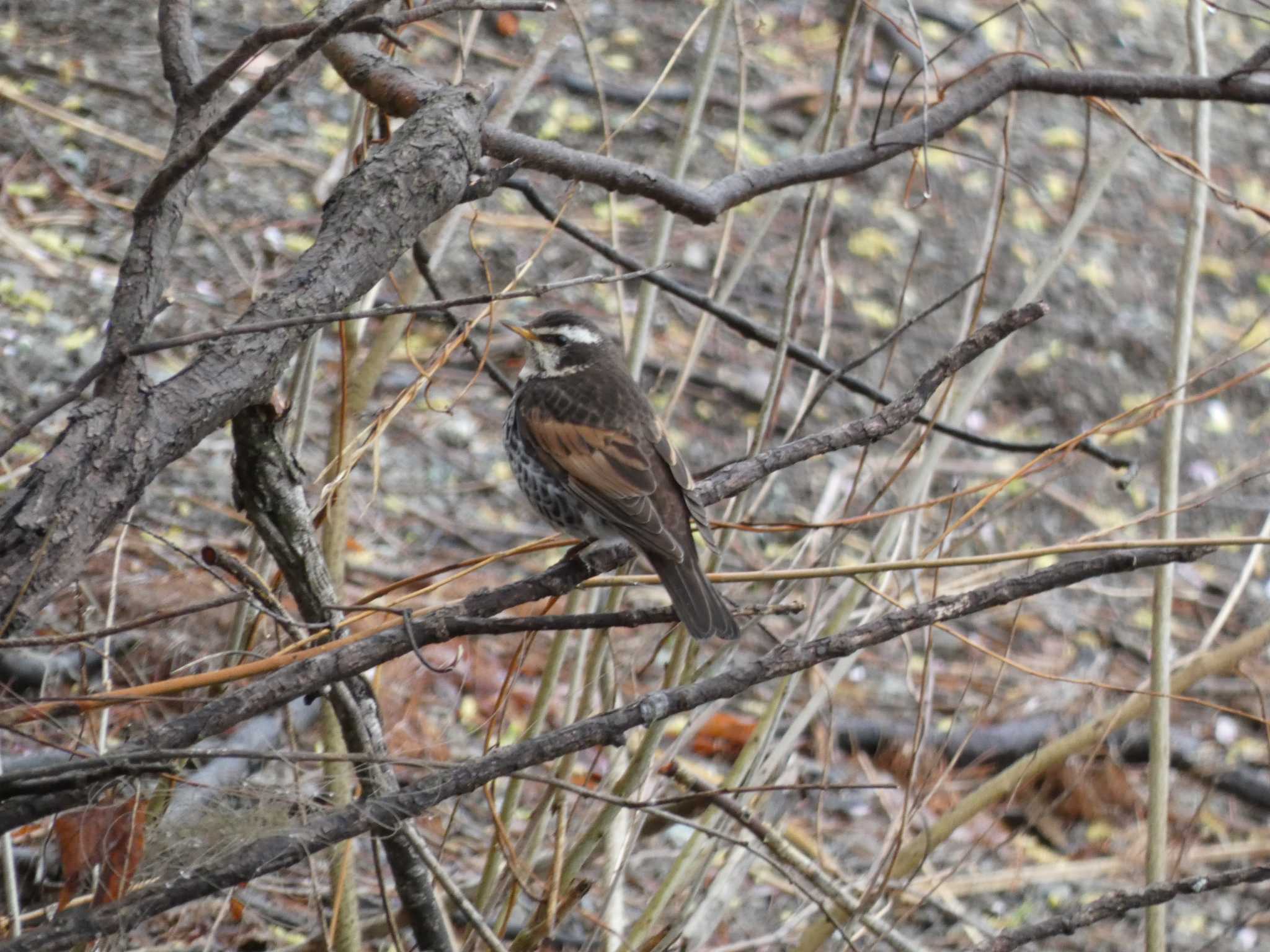 Dusky Thrush