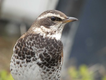 Dusky Thrush 河口湖北岸(大石公園) Sat, 4/16/2022