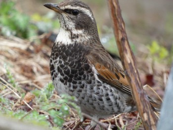 Dusky Thrush 河口湖北岸(大石公園) Sat, 4/16/2022