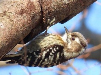 Japanese Pygmy Woodpecker 奈良県奈良市 Unknown Date