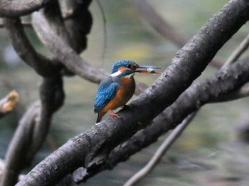 Common Kingfisher 東京都 Sat, 11/18/2017