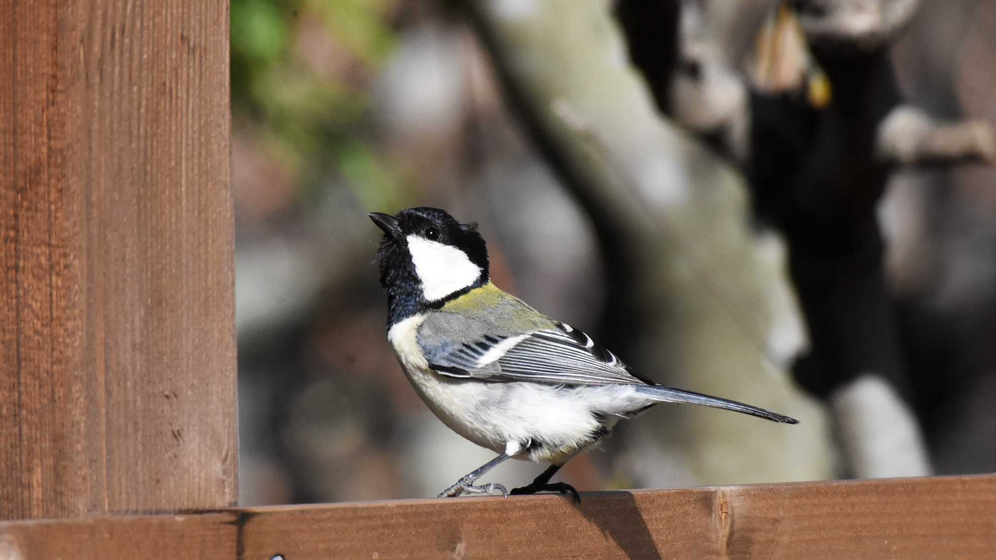 シジュウカラ