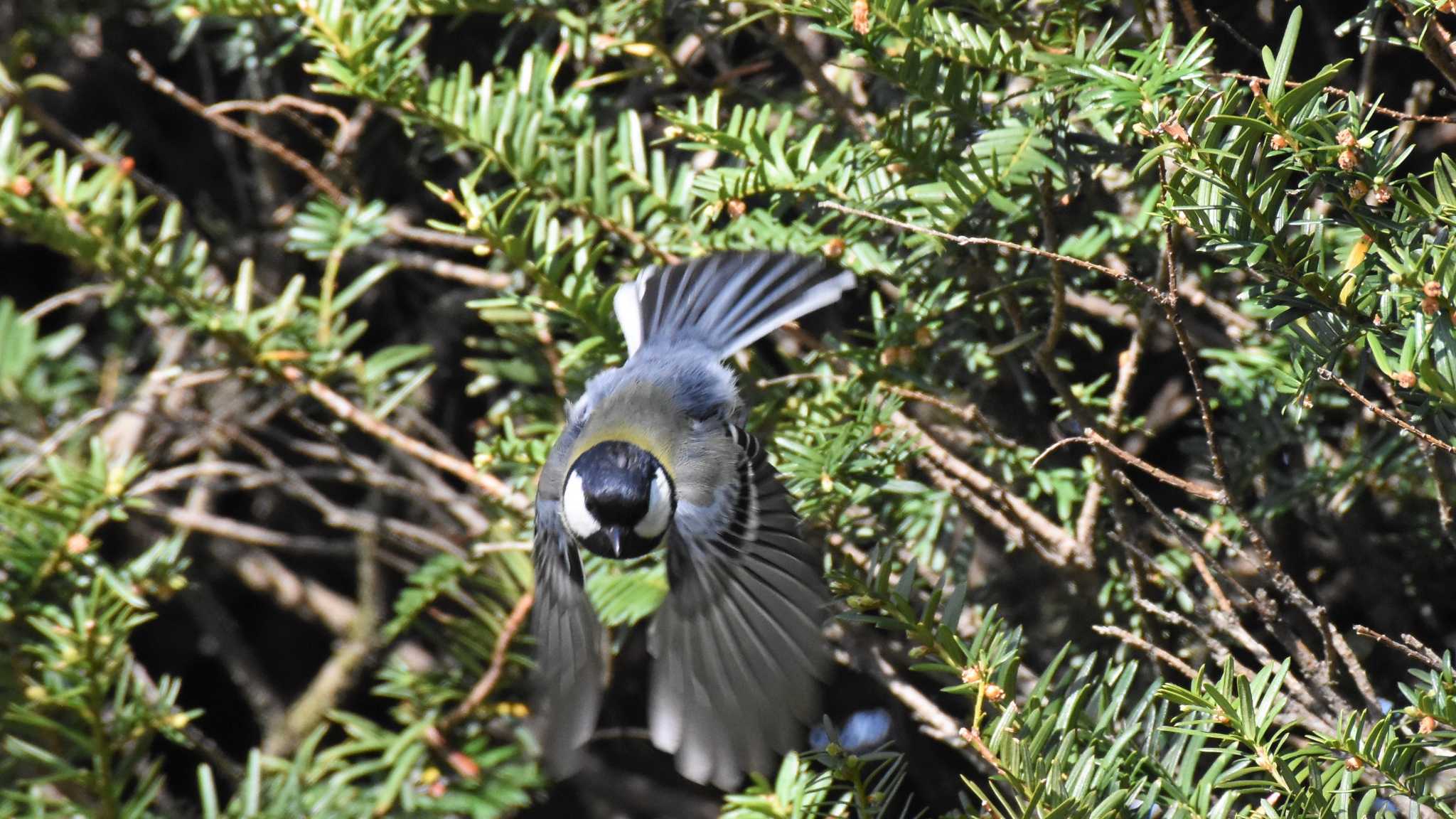 シジュウカラ