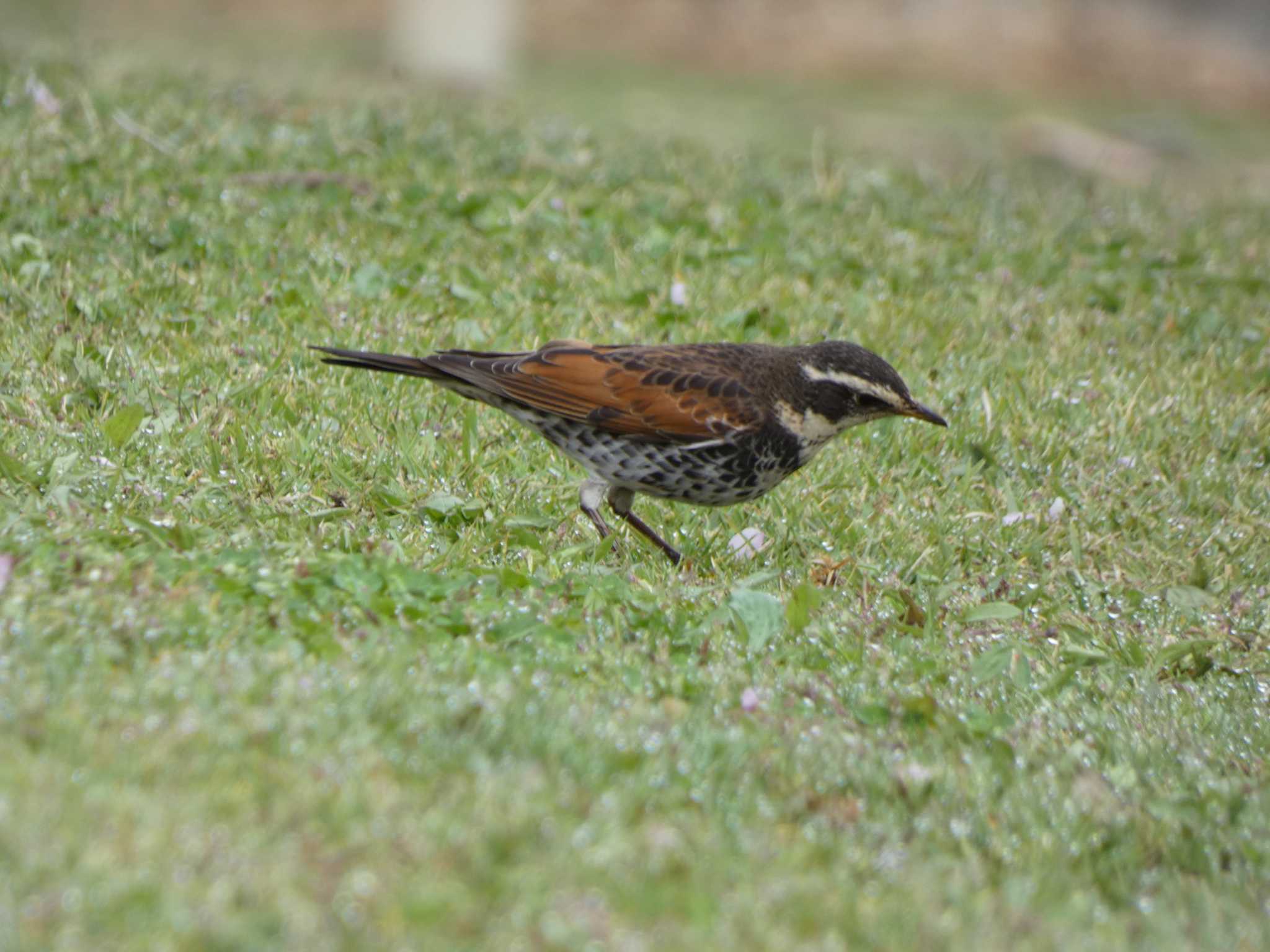 西湖野鳥の森公園 ツグミの写真 by TAGAMEDORI