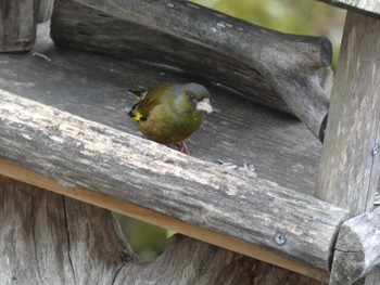 カワラヒワ 西湖野鳥の森公園 2022年4月16日(土)