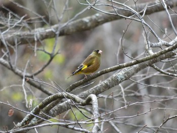 カワラヒワ 西湖野鳥の森公園 2022年4月16日(土)