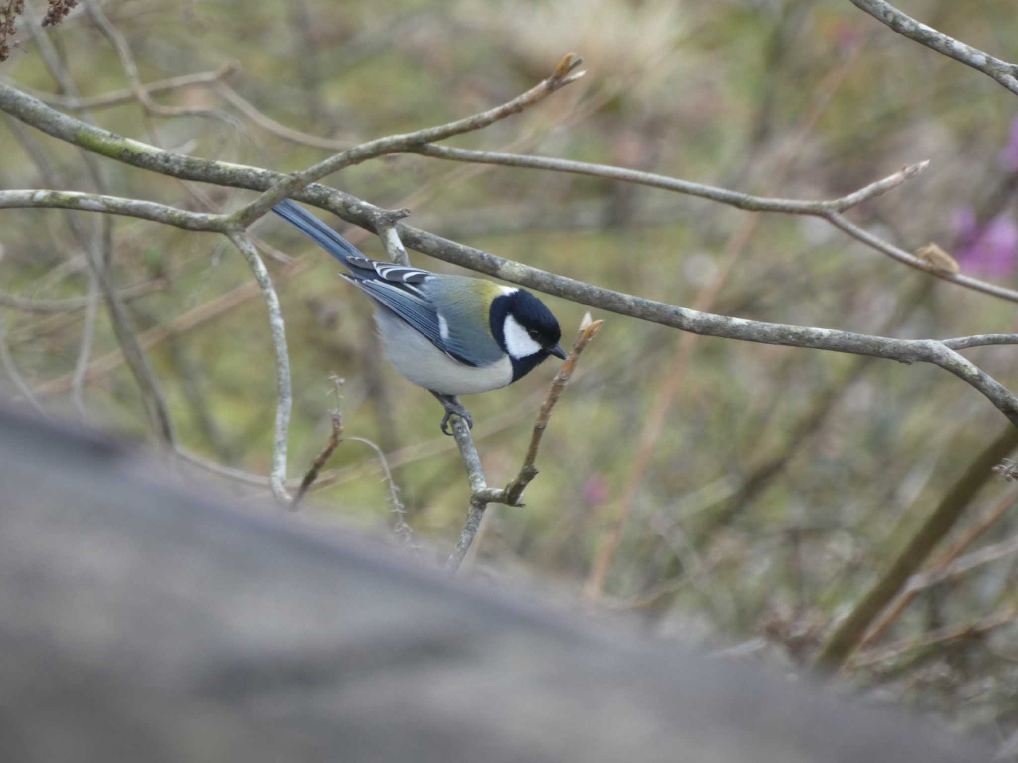 西湖野鳥の森公園 シジュウカラの写真 by TAGAMEDORI