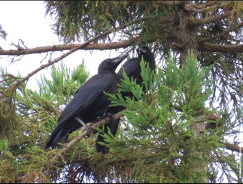 Carrion Crow 奈良県奈良市 Unknown Date