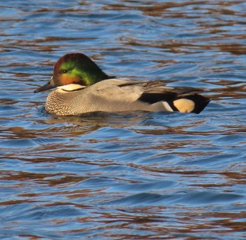 Falcated Duck 奈良県奈良市 Unknown Date