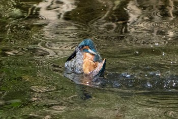 Common Kingfisher 京都市 Sun, 4/17/2022