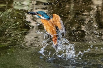 Common Kingfisher 京都市 Sun, 4/17/2022