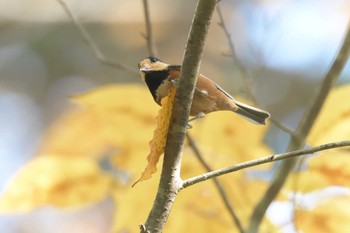 ヤマガラ 京都府立植物園 2017年11月17日(金)