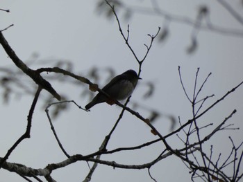 2022年4月16日(土) 丸火自然公園の野鳥観察記録