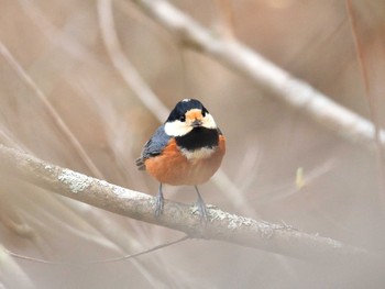 Varied Tit Hinohara Tomin no mori Sat, 4/16/2022