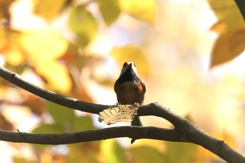 Varied Tit 京都府立植物園 Fri, 11/17/2017