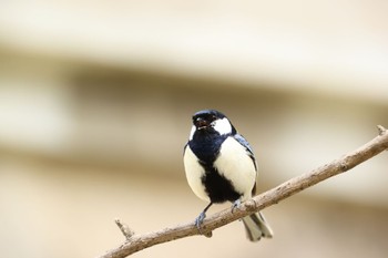 シジュウカラ 大阪城公園 2022年4月2日(土)