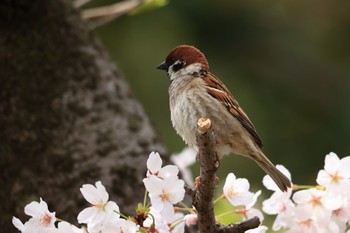 スズメ 大阪城公園 2022年4月2日(土)