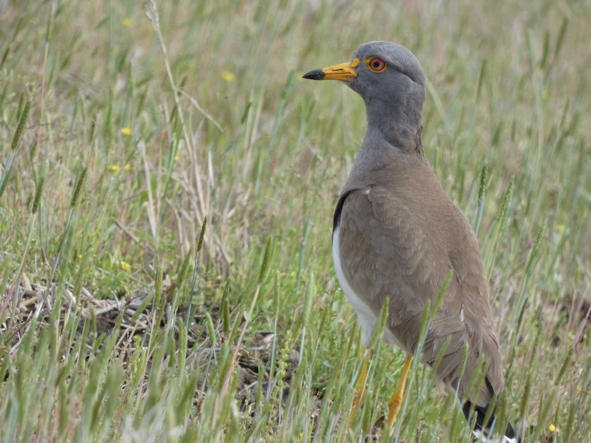 Grey-headed Lapwing