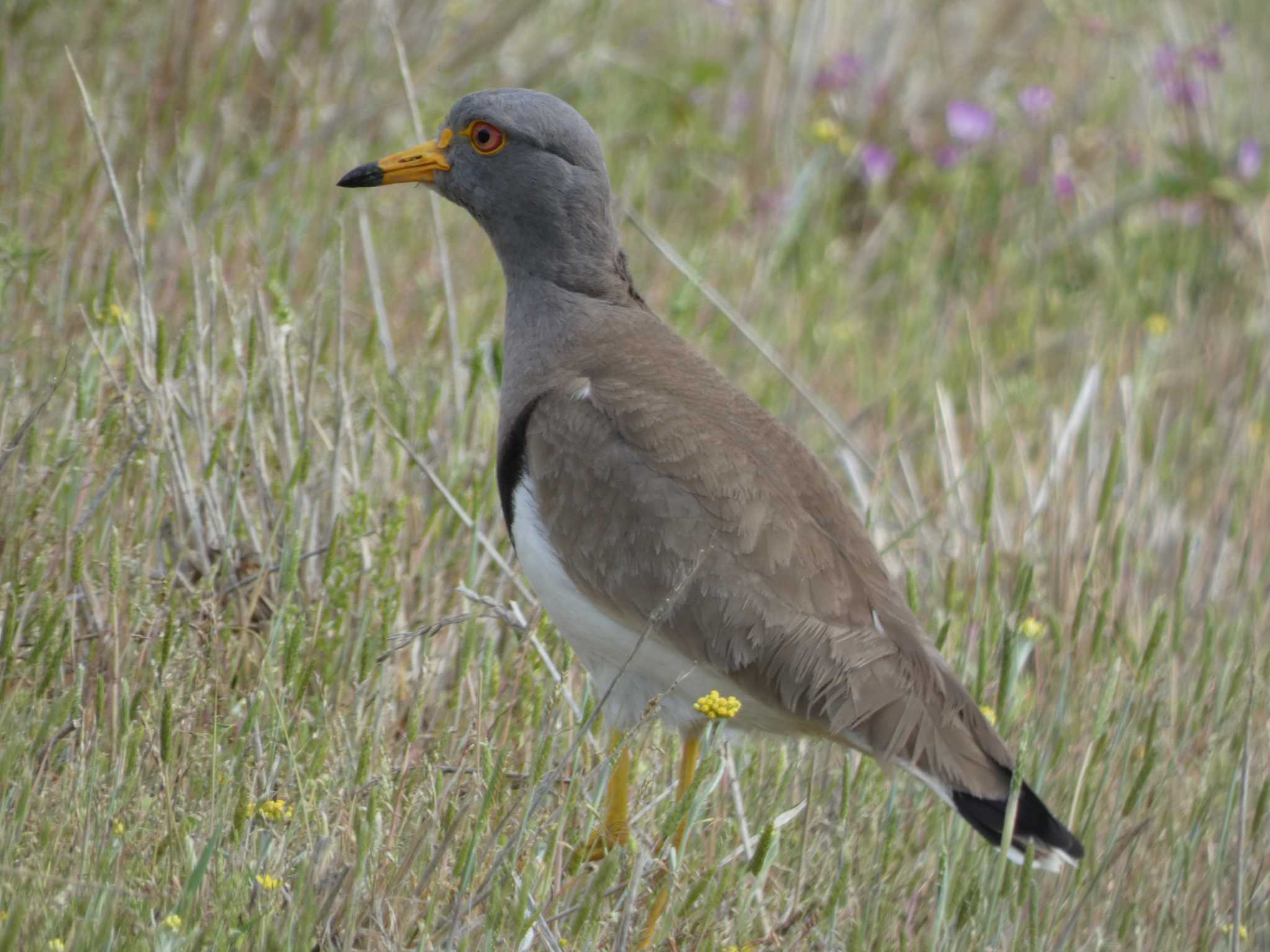 Grey-headed Lapwing