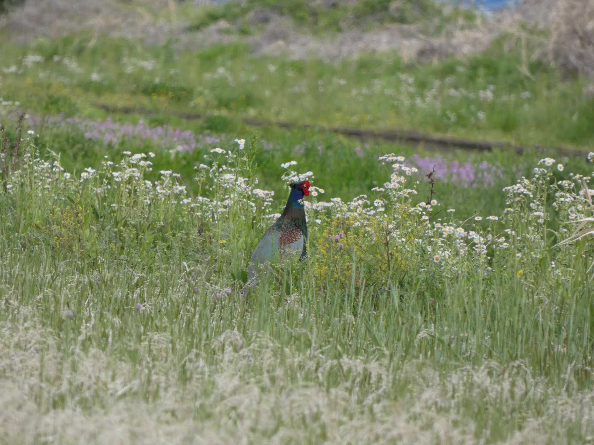 Green Pheasant