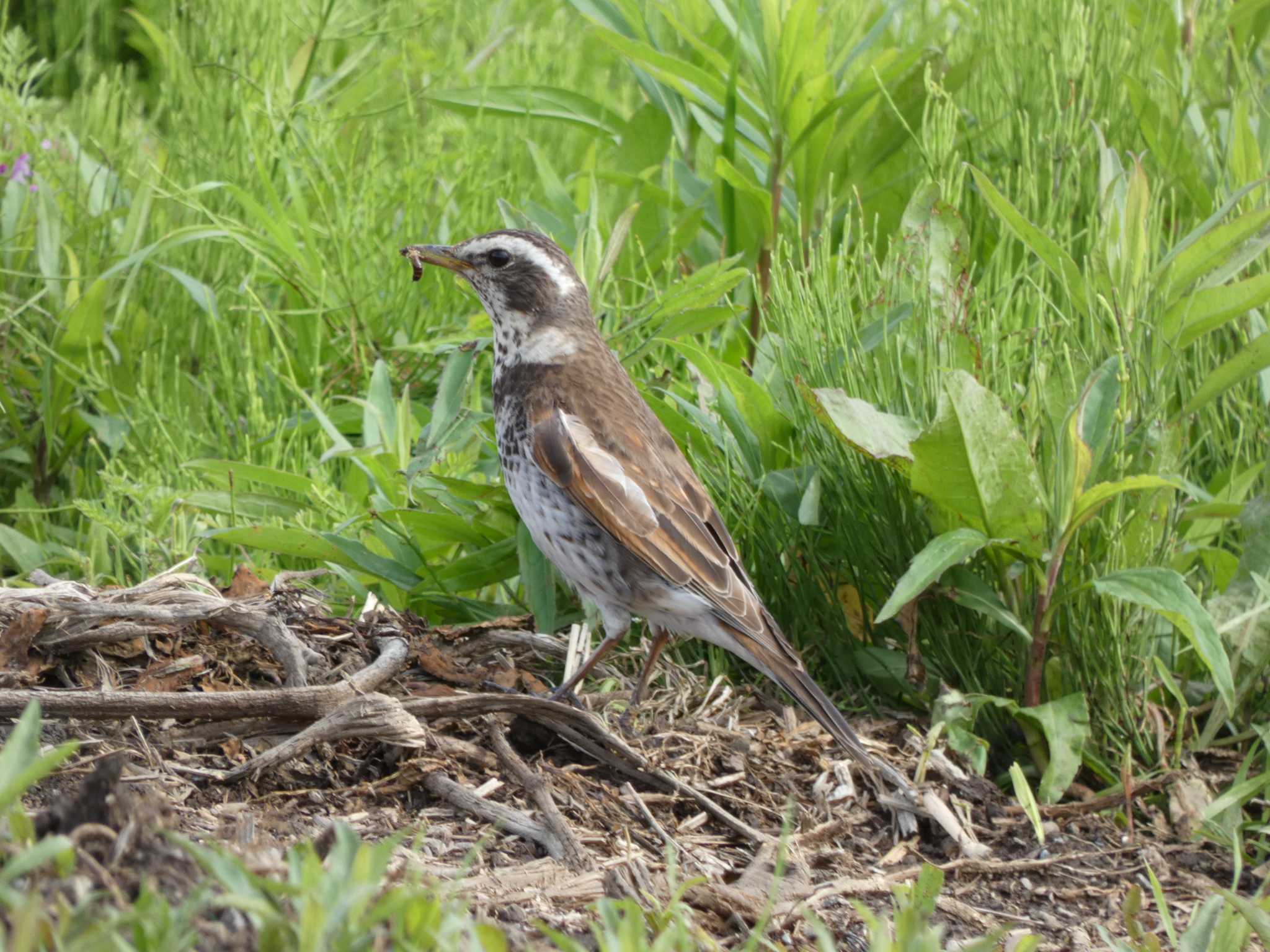 Dusky Thrush