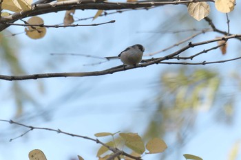 未同定 京都府立植物園 2017年11月17日(金)