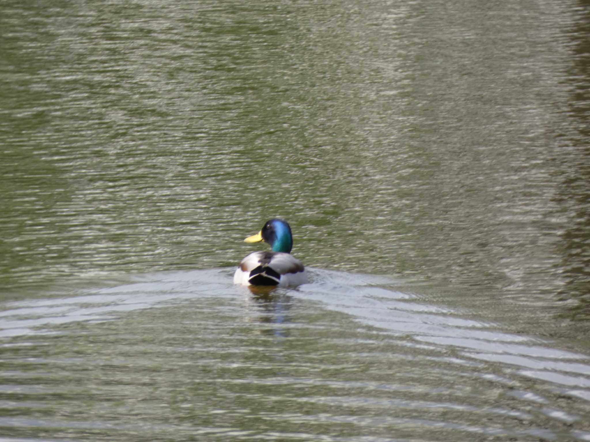 Mallard