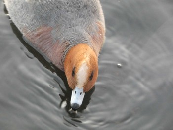 2022年4月16日(土) 山中湖の野鳥観察記録