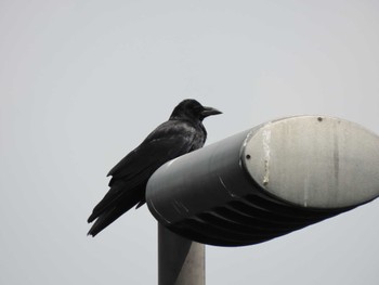 2022年4月9日(土) 夢の島周辺(東京都江東区)の野鳥観察記録