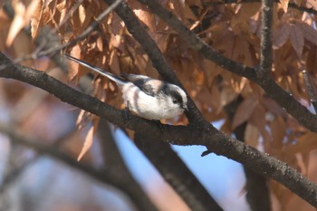 エナガ 京都府立植物園 2017年11月17日(金)