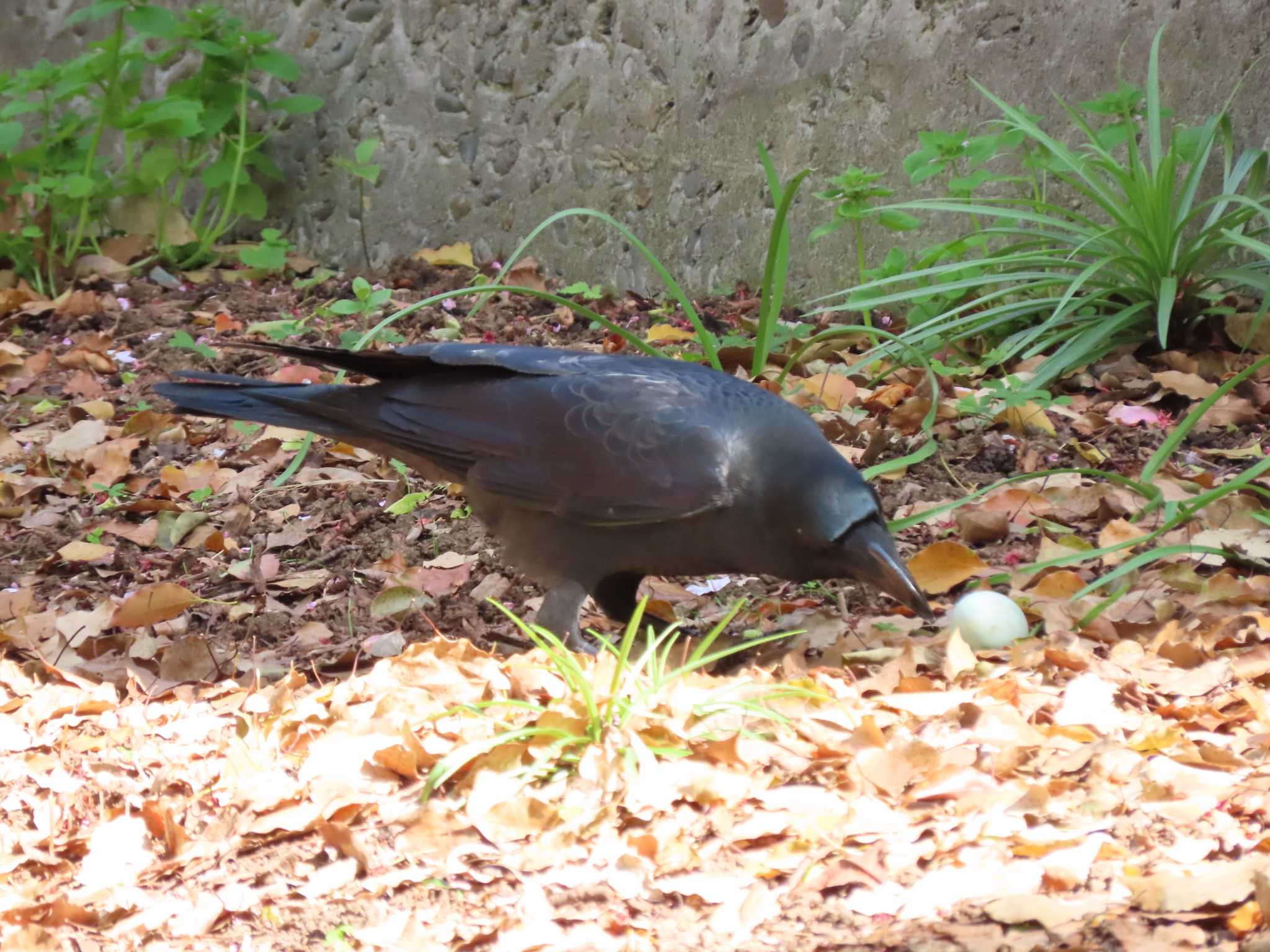 横十間川親水公園(東京都江東区) ハシブトガラスの写真 by のぐち