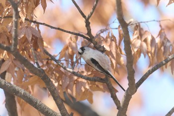 エナガ 京都府立植物園 2017年11月17日(金)