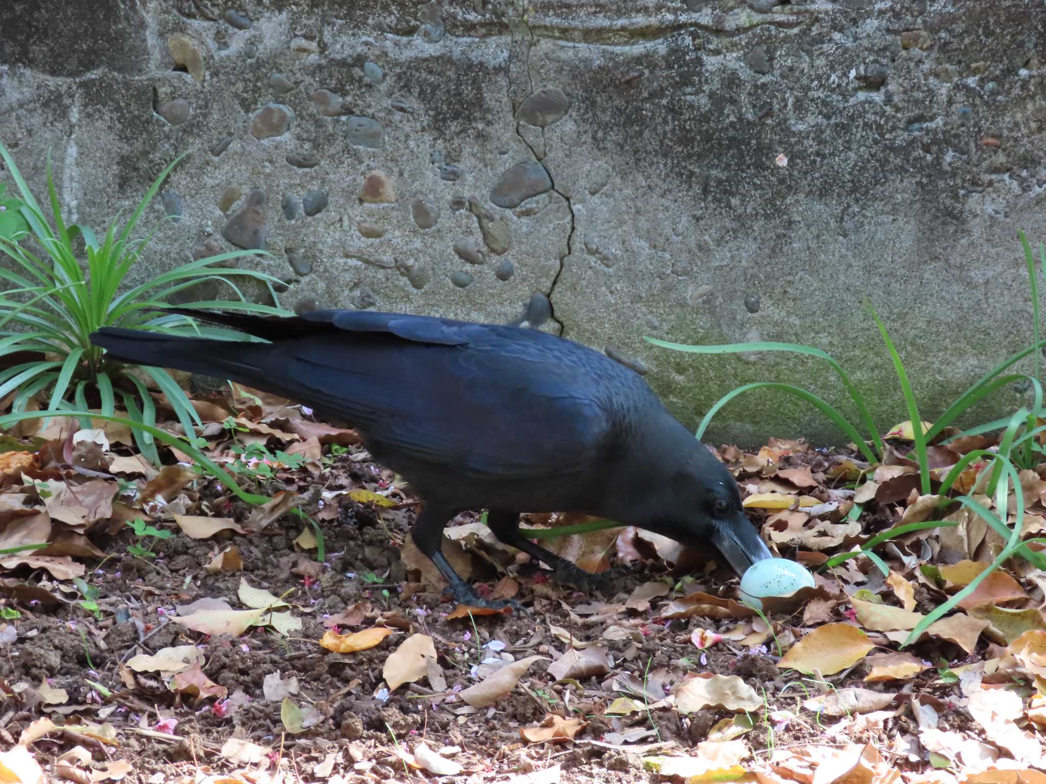 横十間川親水公園(東京都江東区) ハシブトガラスの写真 by のぐち