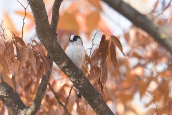 Long-tailed Tit 京都府立植物園 Fri, 11/17/2017
