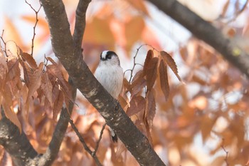 エナガ 京都府立植物園 2017年11月17日(金)