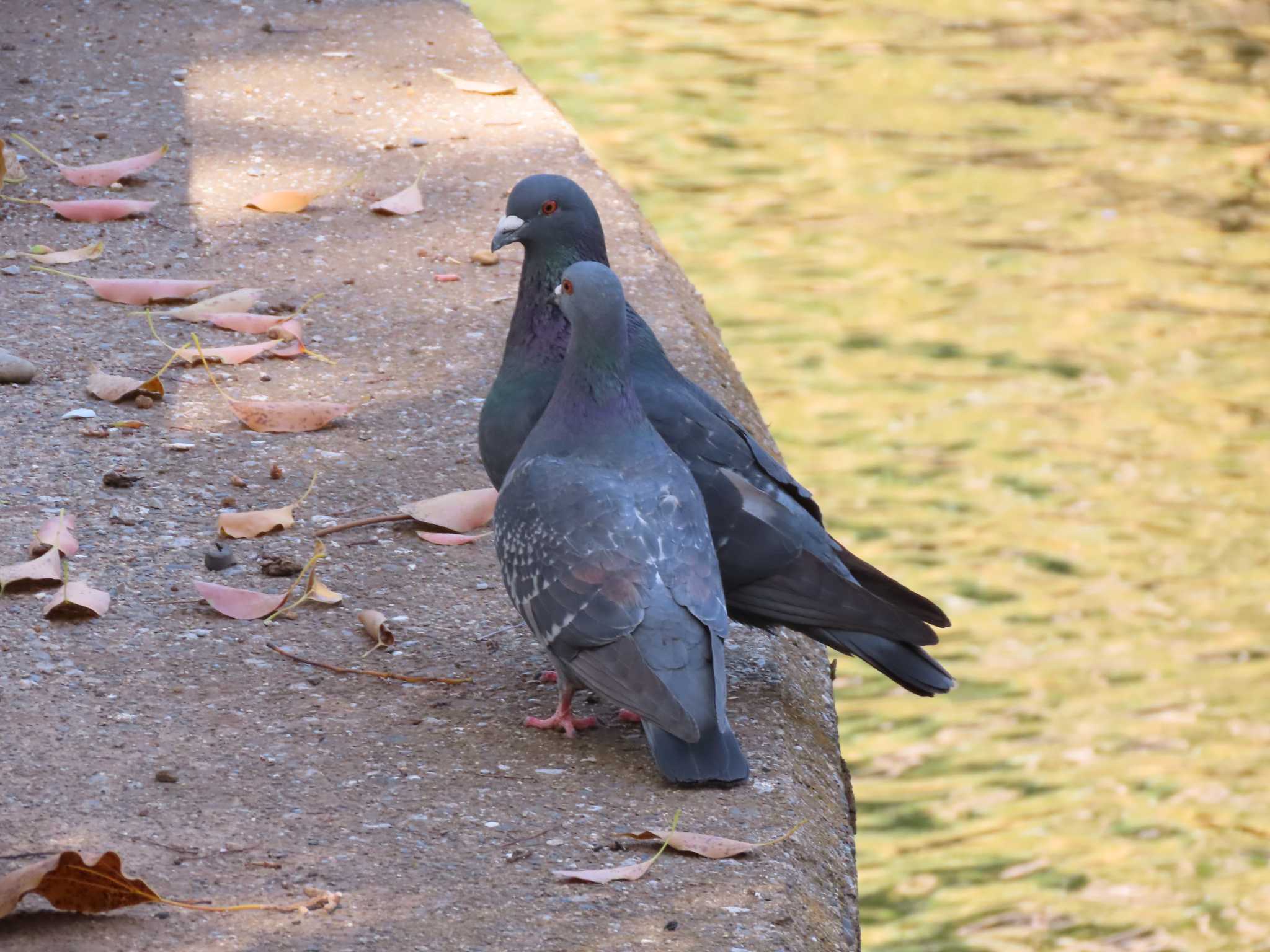 カワラバト