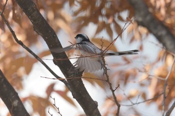 Long-tailed Tit 京都府立植物園 Fri, 11/17/2017