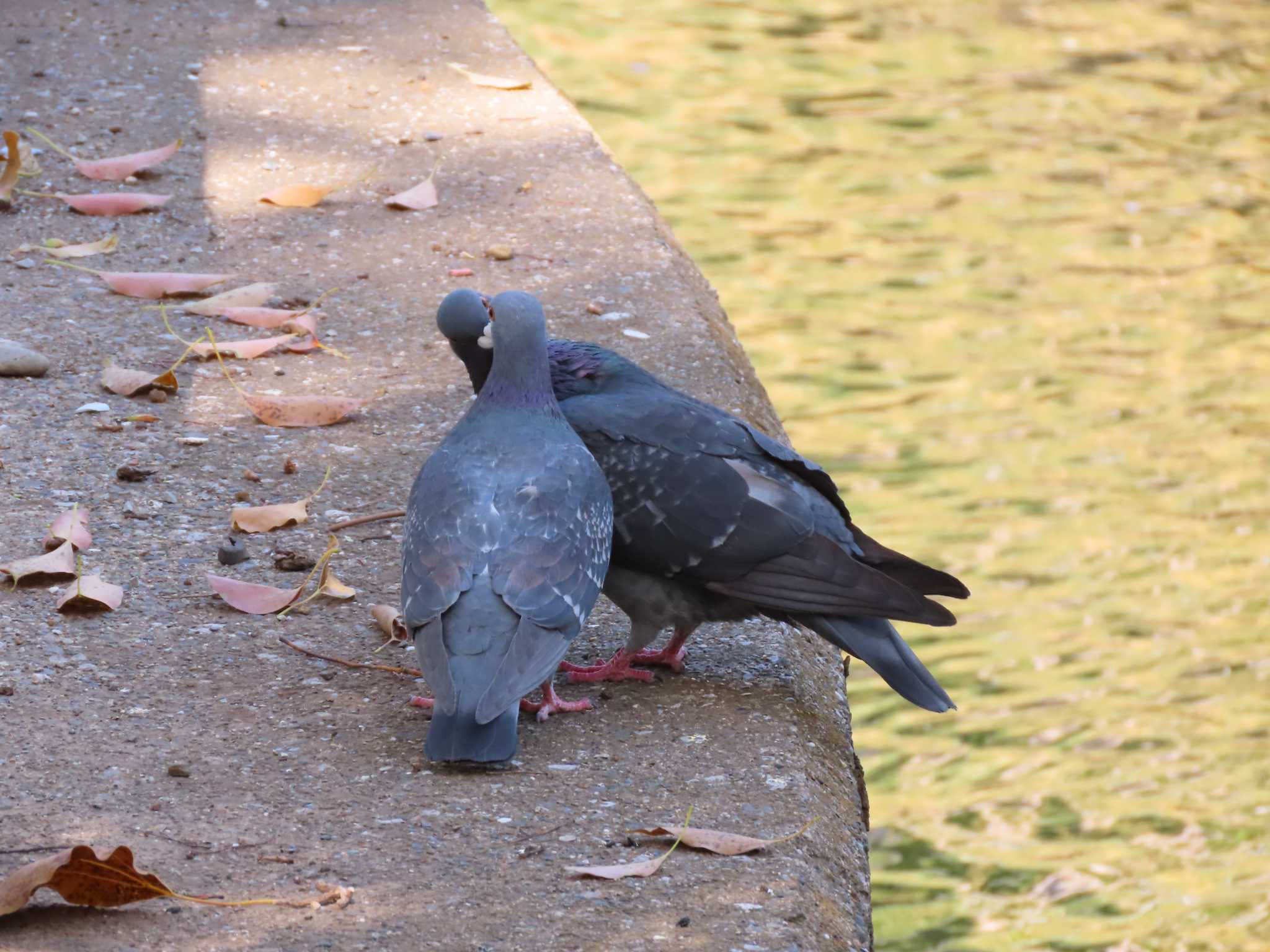 カワラバト