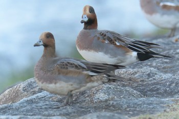 2017年11月17日(金) 京都市　鴨川の野鳥観察記録